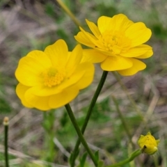 Ranunculus lappaceus (Australian Buttercup) at Paddys River, ACT - 3 Oct 2021 by trevorpreston