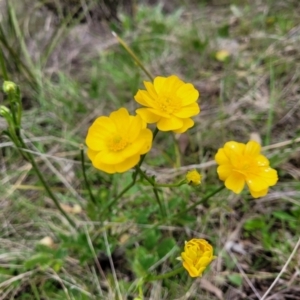 Ranunculus lappaceus at Paddys River, ACT - 3 Oct 2021