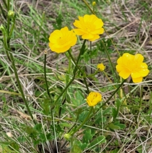 Ranunculus lappaceus at Paddys River, ACT - 3 Oct 2021