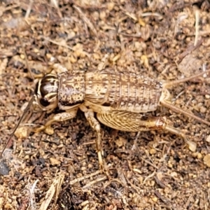 Lepidogryllus sp. (genus) at Paddys River, ACT - 3 Oct 2021