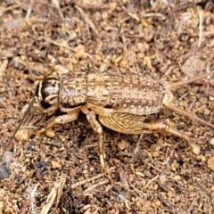Lepidogryllus sp. (genus) (A cricket) at Pine Island to Point Hut - 3 Oct 2021 by trevorpreston