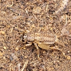 Lepidogryllus sp. (genus) at Paddys River, ACT - 3 Oct 2021