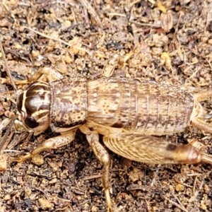 Lepidogryllus sp. (genus) at Paddys River, ACT - 3 Oct 2021