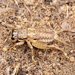 Lepidogryllus sp. (genus) at Paddys River, ACT - 3 Oct 2021