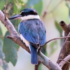 Todiramphus sanctus (Sacred Kingfisher) at Splitters Creek, NSW - 3 Oct 2021 by KylieWaldon