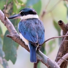 Todiramphus sanctus (Sacred Kingfisher) at Albury - 3 Oct 2021 by KylieWaldon