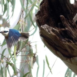 Todiramphus sanctus at Splitters Creek, NSW - 3 Oct 2021 09:41 AM