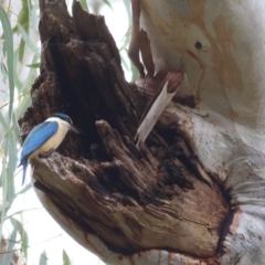 Todiramphus sanctus at Splitters Creek, NSW - 3 Oct 2021