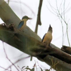 Todiramphus sanctus at Splitters Creek, NSW - 3 Oct 2021 09:41 AM