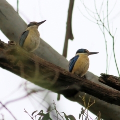 Todiramphus sanctus at Splitters Creek, NSW - 3 Oct 2021