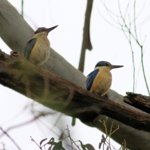 Todiramphus sanctus at Splitters Creek, NSW - 3 Oct 2021 09:41 AM