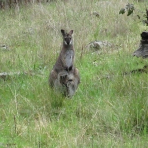 Notamacropus rufogriseus at Hawker, ACT - 2 Oct 2021