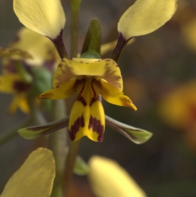 Diuris nigromontana (Black Mountain Leopard Orchid) at Aranda Bushland - 2 Oct 2021 by jsgould49