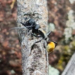 Polyrhachis ammon at Coree, ACT - 3 Oct 2021