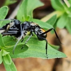 Polyrhachis ammon at Coree, ACT - 3 Oct 2021 12:14 PM