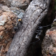 Polyrhachis ammon at Coree, ACT - 3 Oct 2021 12:14 PM