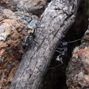 Polyrhachis ammon at Coree, ACT - 3 Oct 2021 12:14 PM