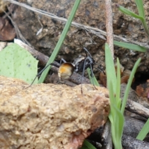 Polyrhachis ammon at Coree, ACT - 3 Oct 2021 12:14 PM