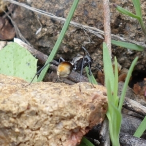 Polyrhachis ammon at Coree, ACT - 3 Oct 2021