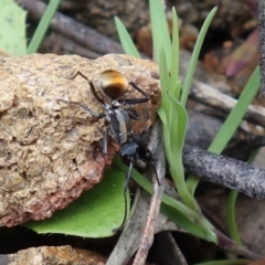 Polyrhachis ammon at Coree, ACT - 3 Oct 2021