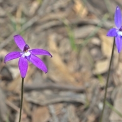 Glossodia major (Wax Lip Orchid) at Jacka, ACT - 3 Oct 2021 by TimotheeBonnet