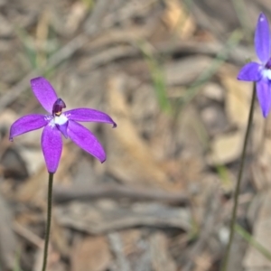 Glossodia major at Jacka, ACT - suppressed