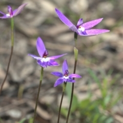 Glossodia major at Jacka, ACT - suppressed