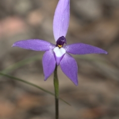 Glossodia major at Jacka, ACT - suppressed