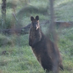 Wallabia bicolor (Swamp Wallaby) at Sutton, NSW - 3 Oct 2021 by TimotheeBonnet