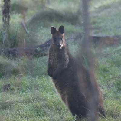 Wallabia bicolor (Swamp Wallaby) at Sutton, NSW - 2 Oct 2021 by TimotheeBonnet