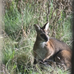 Notamacropus rufogriseus (Red-necked Wallaby) at Sutton, NSW - 2 Oct 2021 by TimotheeBonnet