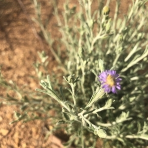 Vittadinia gracilis at Belconnen, ACT - 3 Oct 2021 05:08 PM