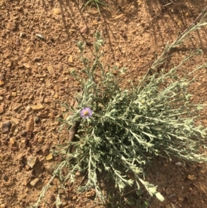 Vittadinia gracilis at Belconnen, ACT - 3 Oct 2021