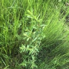 Hypericum perforatum (St John's Wort) at Belconnen, ACT - 3 Oct 2021 by Dora