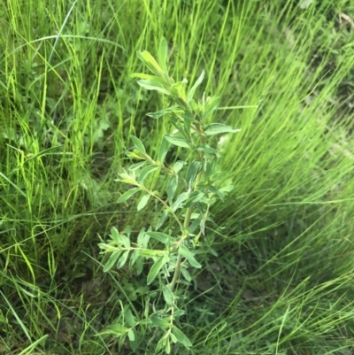 Hypericum perforatum (St John's Wort) at Flea Bog Flat to Emu Creek Corridor - 3 Oct 2021 by Dora