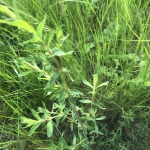 Hypericum perforatum at Belconnen, ACT - 3 Oct 2021