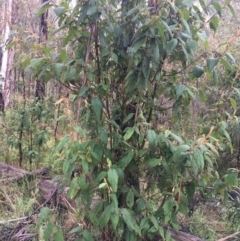 Pomaderris aspera (Hazel Pomaderris) at Paddys River, ACT - 2 Oct 2021 by Ned_Johnston