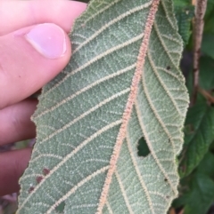 Pomaderris aspera at Paddys River, ACT - 3 Oct 2021