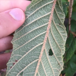 Pomaderris aspera at Paddys River, ACT - 3 Oct 2021