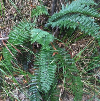 Polystichum proliferum (Mother Shield Fern) at Paddys River, ACT - 2 Oct 2021 by Ned_Johnston