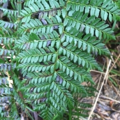 Polystichum proliferum at Paddys River, ACT - 3 Oct 2021