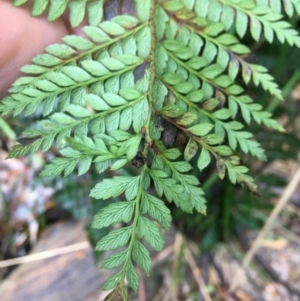 Polystichum proliferum at Paddys River, ACT - 3 Oct 2021 09:16 AM