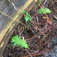 Blechnum nudum (Fishbone Water Fern) at Paddys River, ACT - 2 Oct 2021 by Ned_Johnston