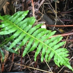 Blechnum nudum at Paddys River, ACT - 3 Oct 2021