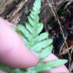 Blechnum nudum at Paddys River, ACT - 3 Oct 2021 09:17 AM