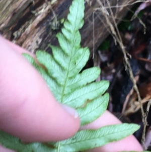 Blechnum nudum at Paddys River, ACT - 3 Oct 2021 09:17 AM