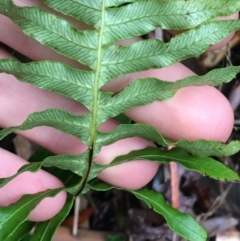 Blechnum nudum at Paddys River, ACT - 3 Oct 2021 09:17 AM