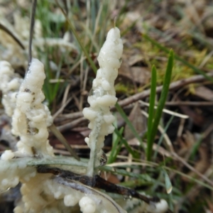 Myxomycete - past plasmodial stage at Yass River, NSW - 3 Oct 2021 03:55 PM