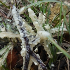 Myxomycete - past plasmodial stage at Yass River, NSW - 3 Oct 2021 03:55 PM