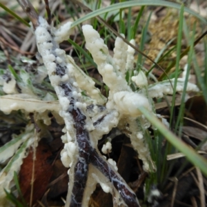 Myxomycete - past plasmodial stage at Yass River, NSW - 3 Oct 2021